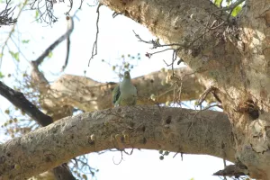 African Green Pidgeon