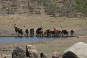 Säbelantilopen am Wasser