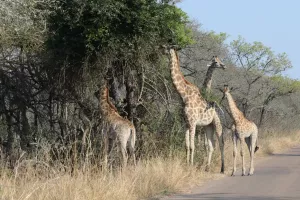 Giraffen