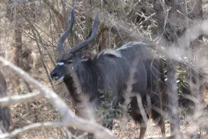 Nyala-Bock