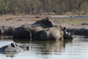 Zwei Breitmaulnashörner, im Vordergrund ein Hippo mit Schildkröten auf dem Rücken