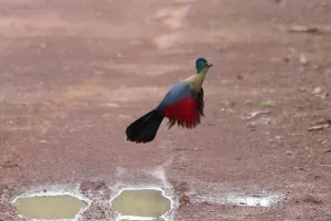 Purple Crested Turaco