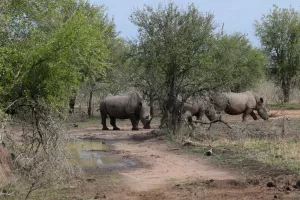 Drei Rhinos überqueren die Straße