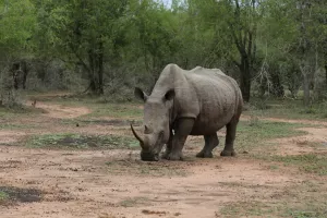 Noch ein Rhino