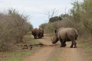 Und noch mehr Rhinos!