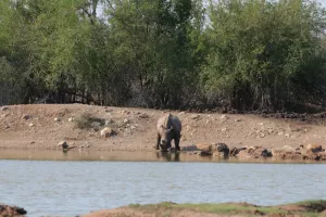 Ein Rhino am Wasserloch