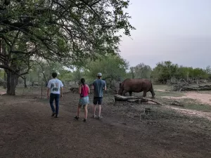 Rhino am Wasserloch