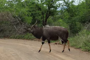 Nyala