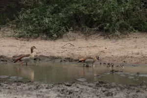 Nilgänse mit Nachwuchs