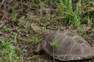 Wasserschildkröte