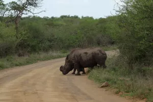 Nashorn-Weibchen mit Nachwuchs