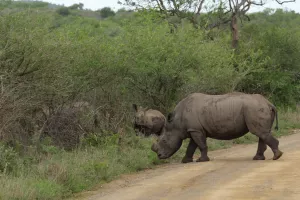 Der Nashorn-Bulle trottet hinten nach