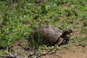 Leopardenschildkröte