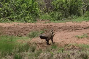 Warzenschwein bei der Hautpflege