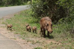 Warzenschwein mit Frischlingen