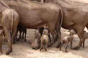 Die Ferkel sind immer hungrig