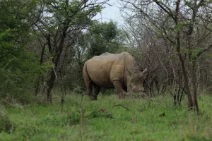 White Rhino