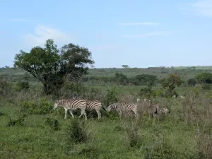 Zebras