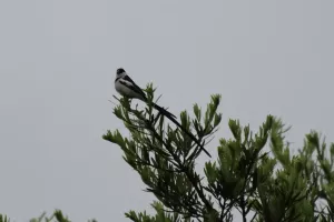 Pin-tailed Whydah