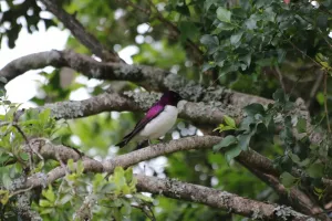 Violet Backed Starling