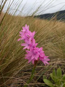 Frühlingsblumen