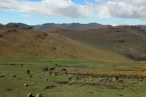 Die Tierherden und Landschaften erinnern uns an Zentralasien