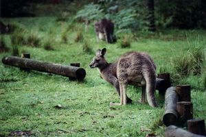 Kangaroo auf dem Campingplatz