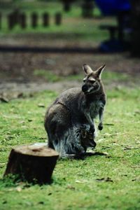 Kangaroo mit Baby im Beutel