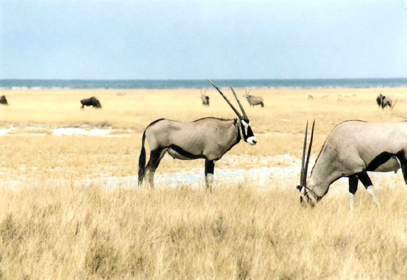 Oryx-Antilopen im Etosha NP