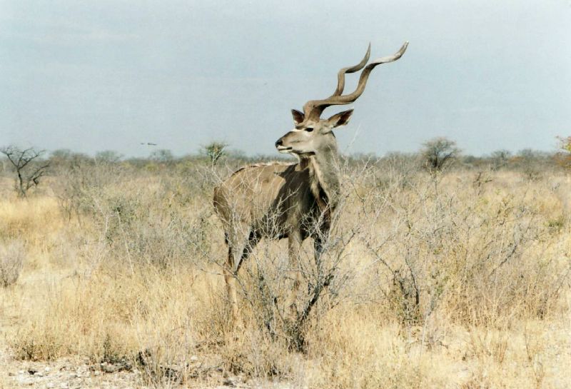Wunderschöner Kudu