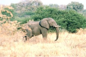 Auf dem Game-Walk einen Elefanten gesichtet