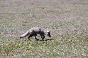 Patagonischer Fuchs