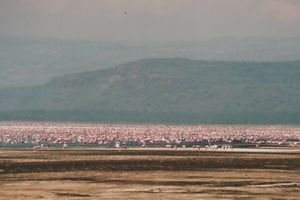 Hundertausende Flamingos...