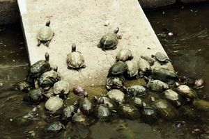 Schildkröten beim Kek Lok Si