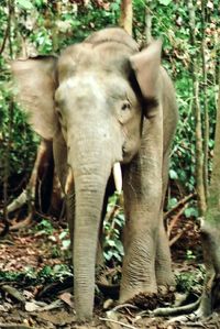 Borneo Elefant