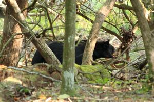 Schwarzbär im Unterholz