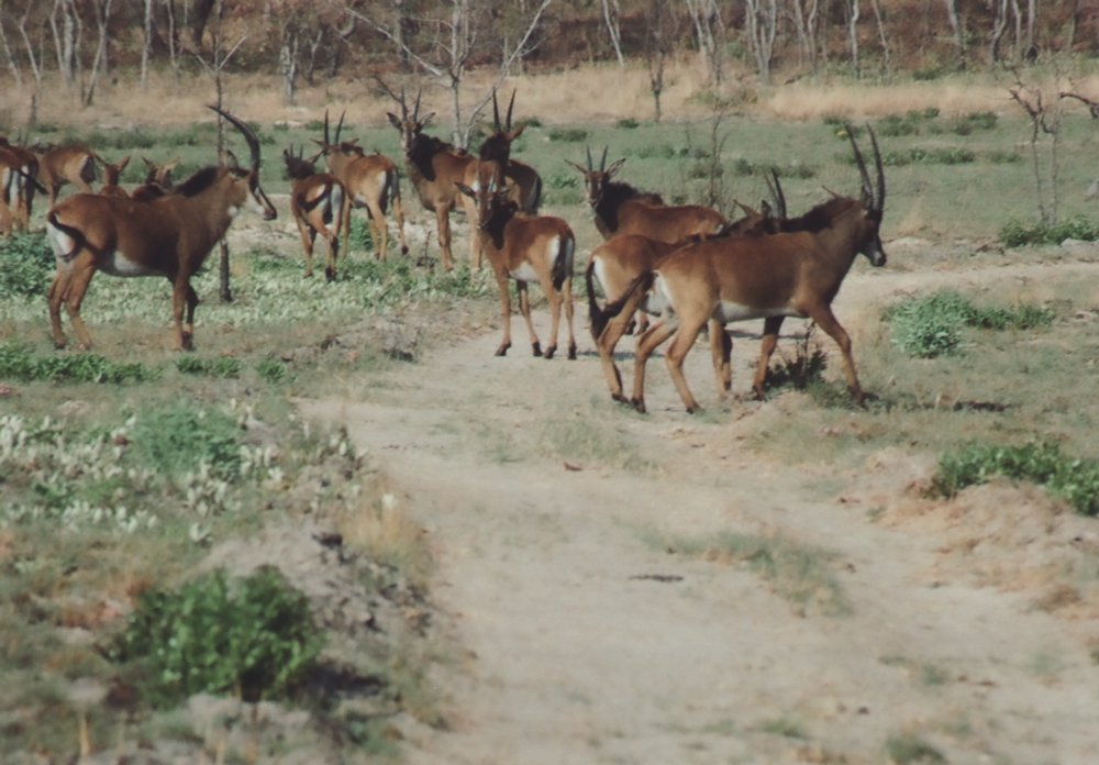 Eine Herde Roan Antilopen
