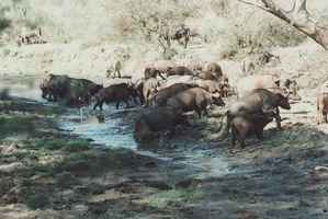 Büffel nehmen ein Schlammbad