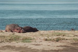 Hippos sonnen sich am Zambezi Ufer
