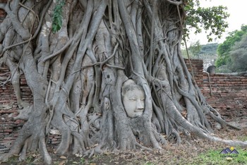 In einer Baumwurzel verwachsener Buddhakopf im Wat Mahathat