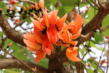Wunderschöne Blüte des Malabar Lackbaums